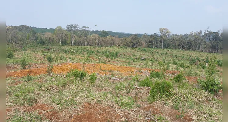 Danos ambientais foram constatados na Serra da Esperança em Guarapuava