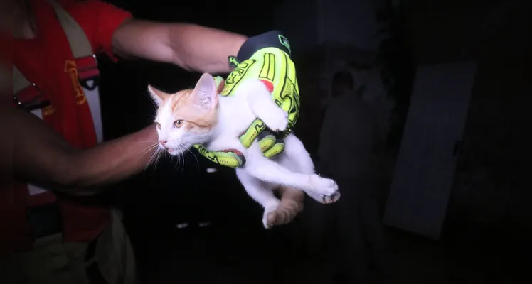 Bombeiros são acionados para resgate de filhote de gato