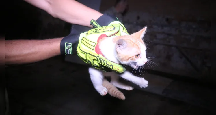 Bombeiros são acionados para resgate de filhote de gato