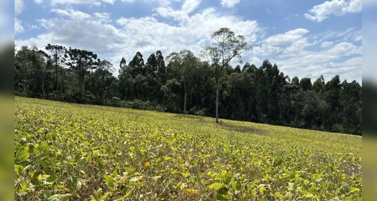 Localidade de Barra Bonita em Imbituva e Lagoa dos Ribas, em Castro tiveram desmatamentos registrados, na última semana -