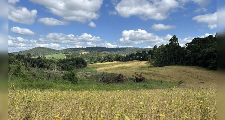 Localidade de Barra Bonita em Imbituva e Lagoa dos Ribas, em Castro tiveram desmatamentos registrados, na última semana -