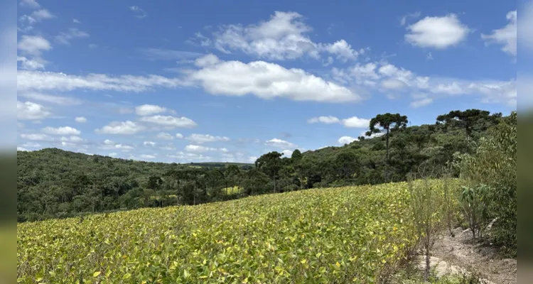 Localidade de Barra Bonita em Imbituva e Lagoa dos Ribas, em Castro tiveram desmatamentos registrados, na última semana -