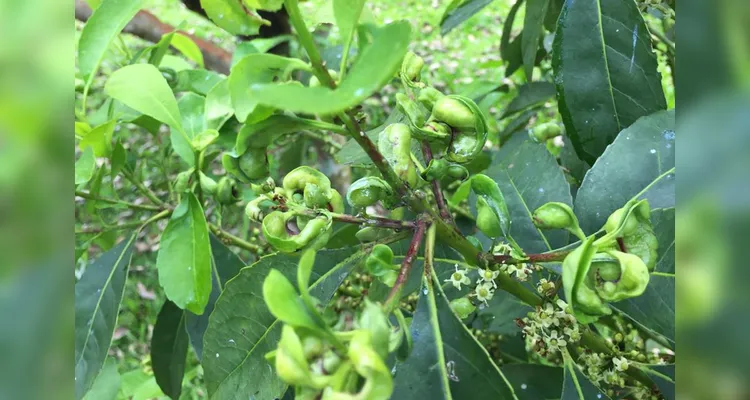 Cultivo de erva-mate do Paraná vira Patrimônio Agrícola Mundial das Nações Unidas