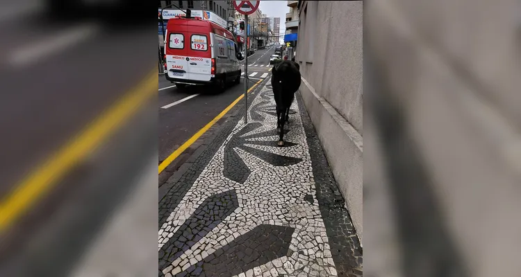 Cavalo é amarrado à placa de proibido estacionar no Centro de PG