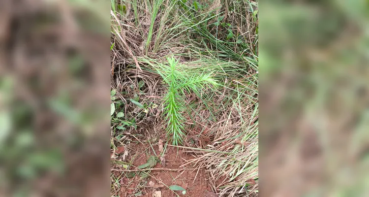 Veja os registros do amplo trabalho ambiental realizado pelos educandos.