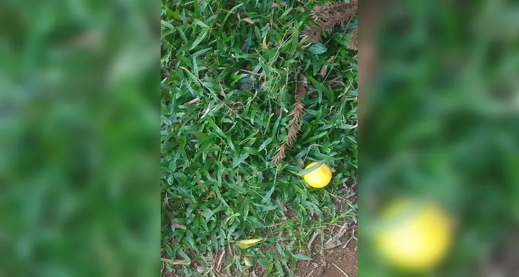 Confira os registros dos alunos em casa do combate ao mosquito transmissor.