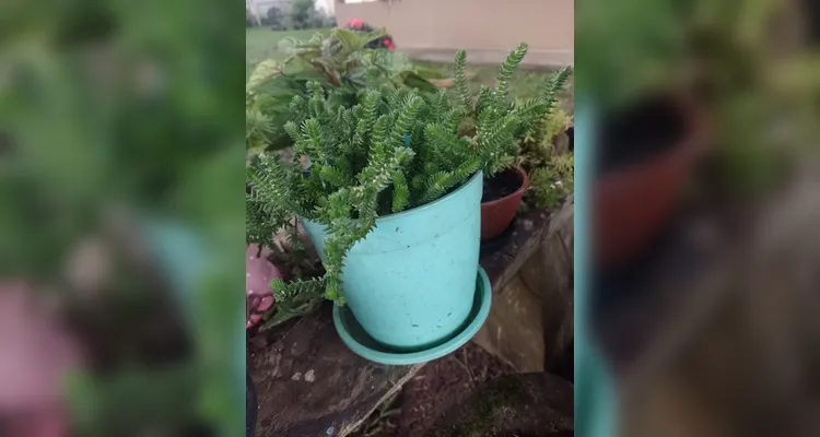 Confira os registros dos alunos em casa do combate ao mosquito transmissor.