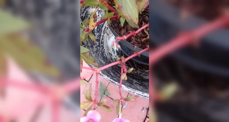 Confira os registros dos alunos em casa do combate ao mosquito transmissor.
