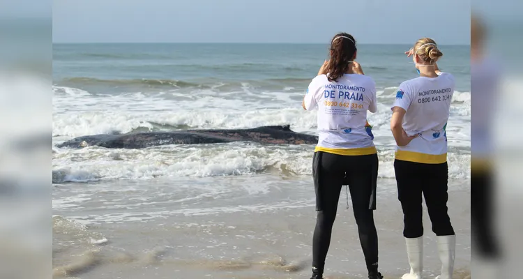 Baleia-jubarte juvenil encalha em Pontal do Paraná