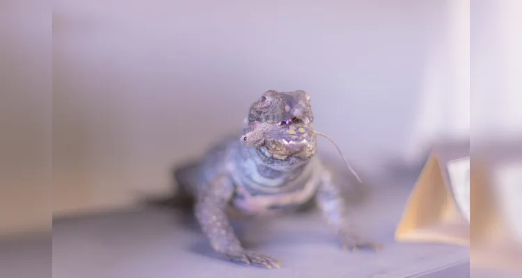 Laboratório da UEPG abriga mais de mil animais conservados