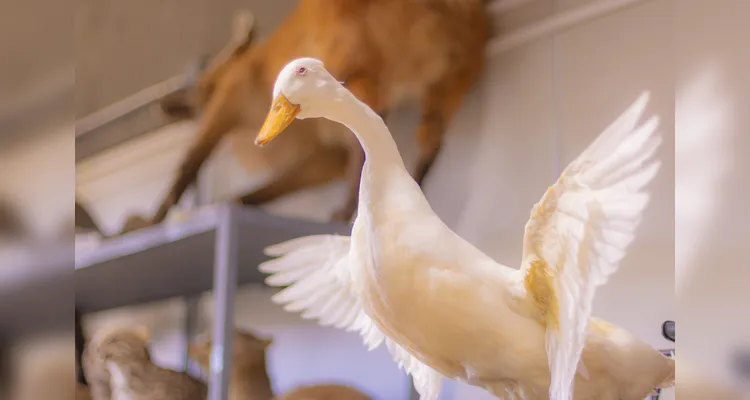 Laboratório da UEPG abriga mais de mil animais conservados