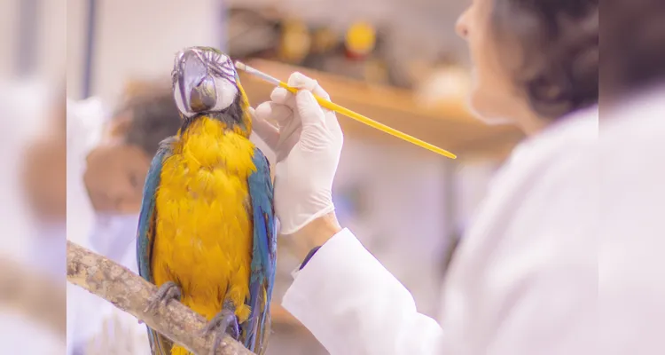 Laboratório da UEPG abriga mais de mil animais conservados