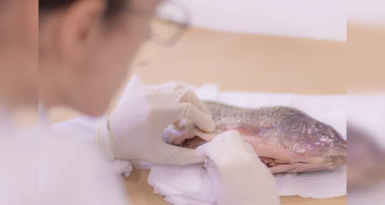 Laboratório da UEPG abriga mais de mil animais conservados