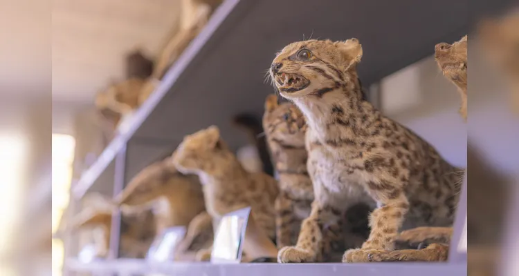 Laboratório da UEPG abriga mais de mil animais conservados
