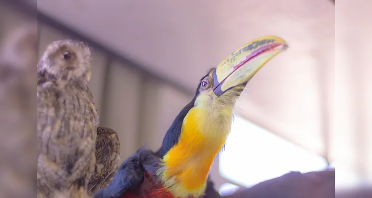 Laboratório da UEPG abriga mais de mil animais conservados