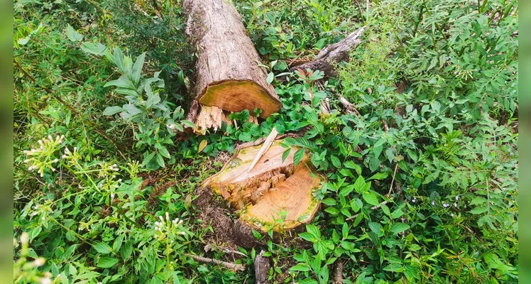 Polícia Militar Ambiental desmonta três áreas de desmatamento no Paraná
