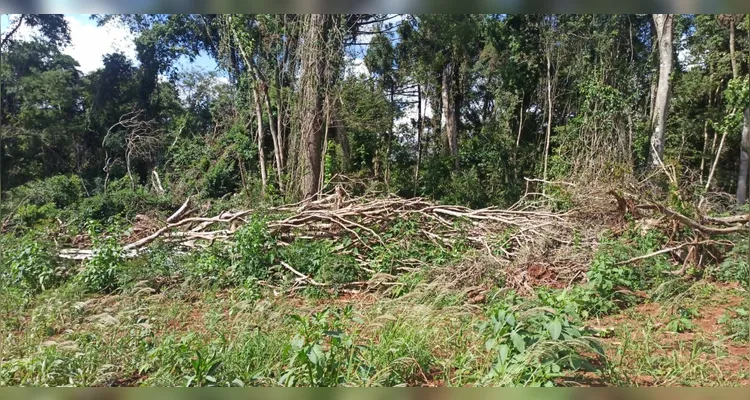 Polícia Militar Ambiental desmonta três áreas de desmatamento no Paraná