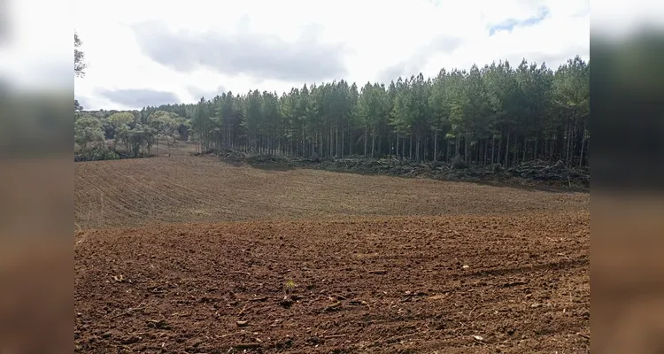 Polícia Militar Ambiental desmonta três áreas de desmatamento no Paraná