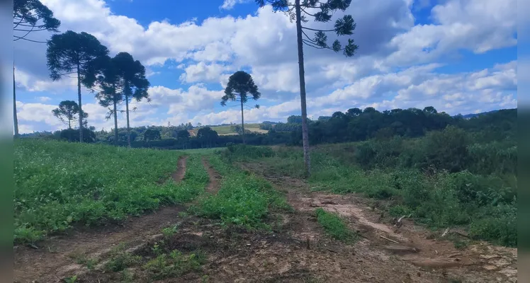 Polícia Militar Ambiental desmonta três áreas de desmatamento no Paraná