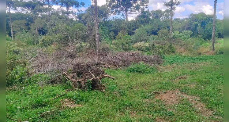 Polícia Militar Ambiental desmonta três áreas de desmatamento no Paraná
