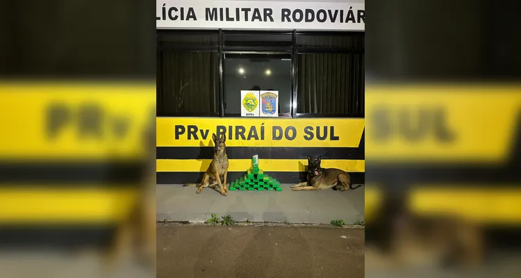 Cão encontra 22 kg de maconha em mala e mulher é presa em Piraí do Sul