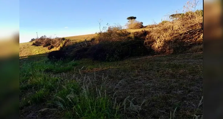 Polícia Ambiental acaba com desmatamento ilegal em PG