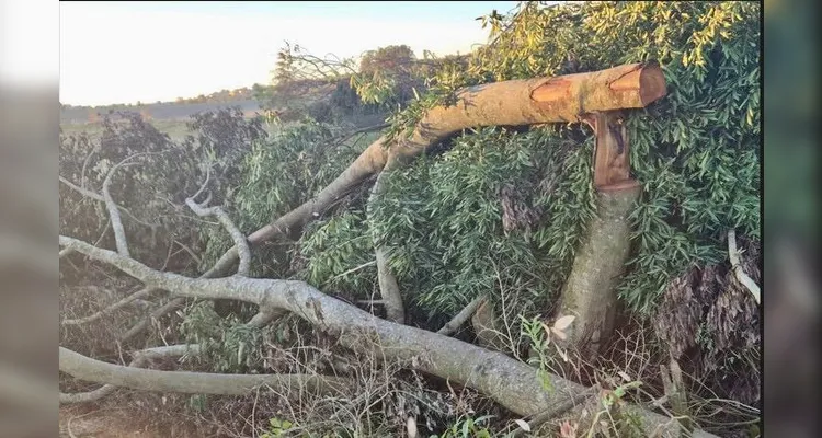Polícia Ambiental acaba com desmatamento ilegal em PG