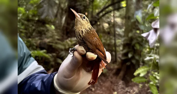 Arapaçu rajado Xiphorhynchus fuscus-foto CSPG