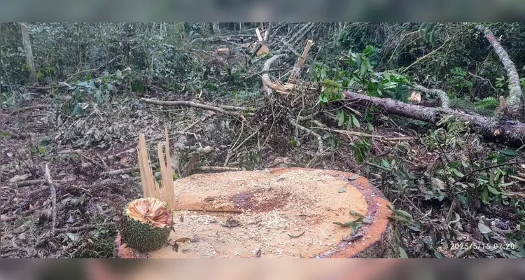 Polícia prende três pessoas por corte ilegal de araucária em Imbituva