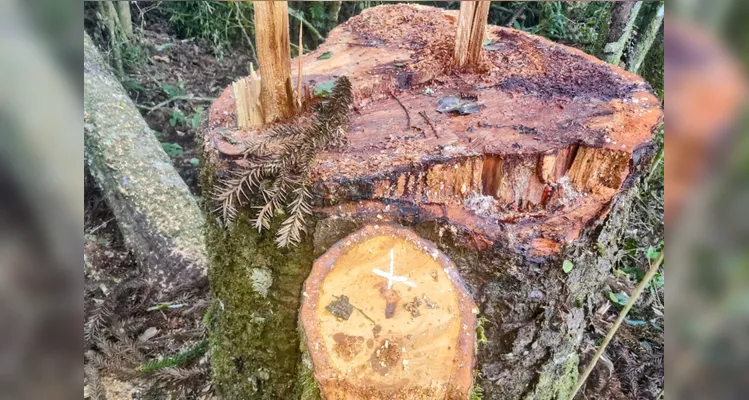 Polícia Ambiental prende três pessoas por corte ilegal de araucária em Imbituva