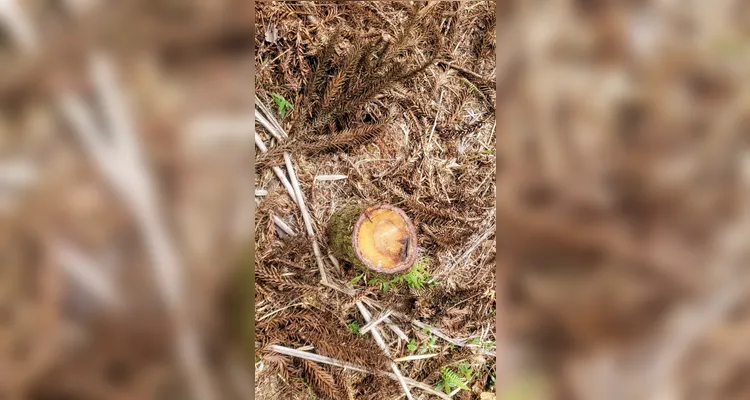 Polícia Ambiental identifica corte ilegal de árvores em Imbituva