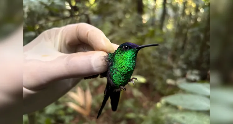 Beija-flor-defronte-violeta  Thalurania glaucopis - foto CSPG