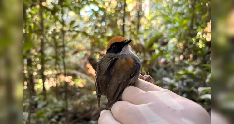Cuspidor-demáscara-preta Conopophaga melanops - foto CSPG
