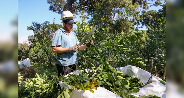 Com tradição e qualidade, a erva-mate ganha agora novos usos, de olho na internacionalização do produto