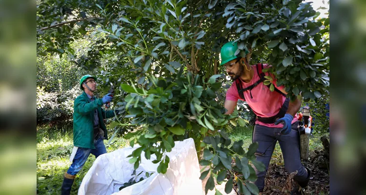 Cultivo de erva-mate do Paraná vira Patrimônio Agrícola Mundial das Nações Unidas