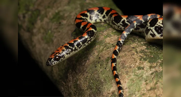 Falsa-coral (Siphlophis pulcher) foto MRS Ambiental - Consórcio Nova Ponte (2)