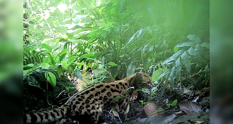Gato-maracajá (Leopardus wiedii)foto MRS Ambiental - Consórcio Nova Ponte