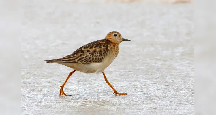 Maçarico-acanelado - Calidris subruficollis - foto MRS Ambiental - Consórcio Nova Ponte