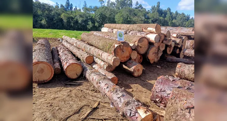 A apreensão ocorreu na localidade de Mato Branco