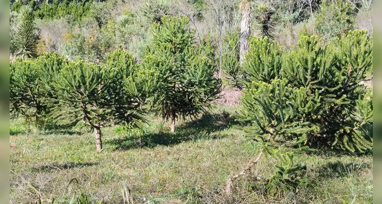 A atividade foi encerrada com uma visita a um viveiro de mudas de árvores.