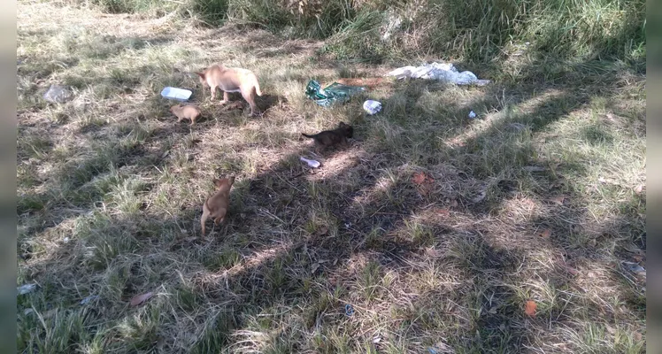Homem pede ajuda para resgatar cadela e filhotes abandonados em PG