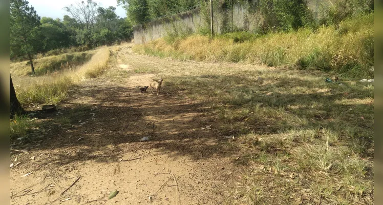 Homem pede ajuda para resgatar cadela e filhotes abandonados em PG