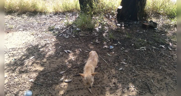 Homem pede ajuda para resgatar cadela e filhotes abandonados em PG