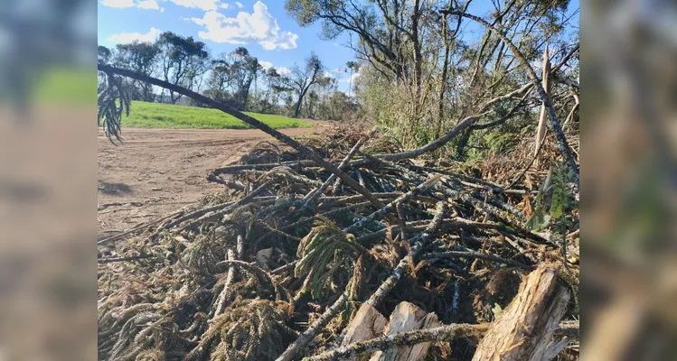 Os 308 pinheiros araucárias foram cortados ilegalmente no Paraná.