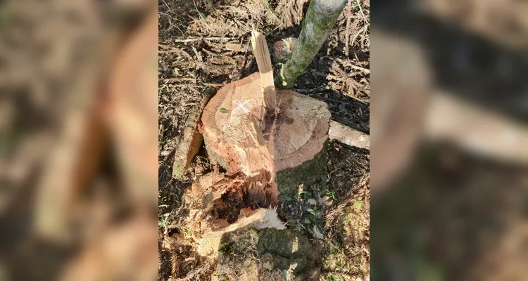 Polícia Ambiental flagra corte ilegal de 308 araucárias em Piraí do Sul