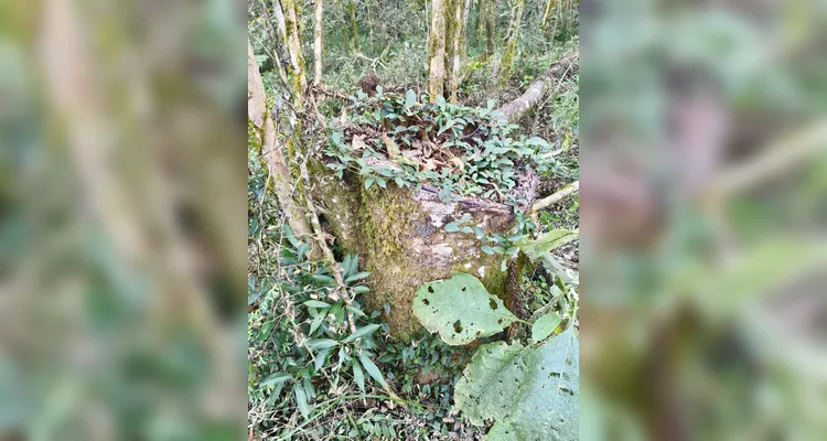 Polícia Ambiental flagra corte ilegal de 308 araucárias em Piraí do Sul