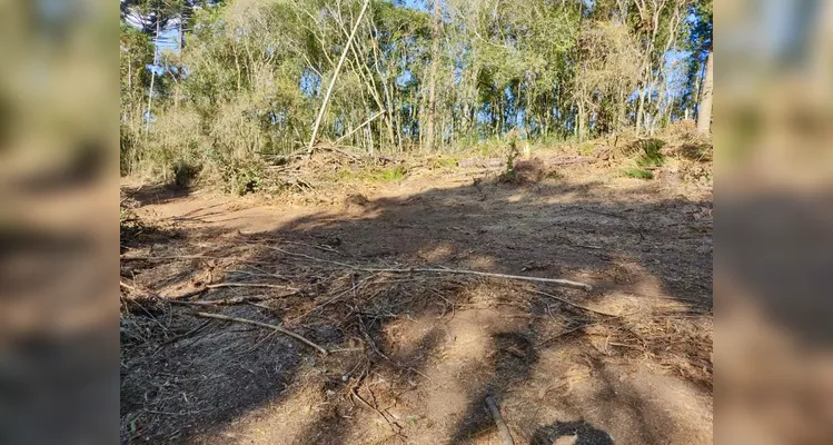 Polícia Ambiental flagra corte ilegal de 308 araucárias em Piraí do Sul