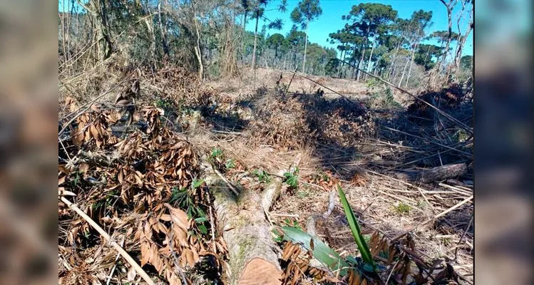 Homem é multado em R$ 65 mil após destruir área de preservação em Rio Azul