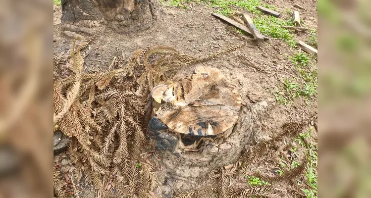 Araucárias ameaçadas e mais de 4 hectares devastados; Polícia atua após denúncia em Lapa
