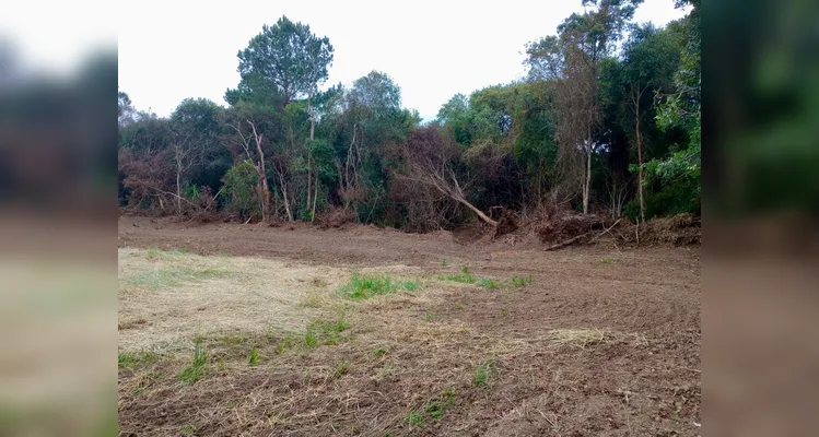 Araucárias ameaçadas e mais de 4 hectares devastados; Polícia atua após denúncia em Lapa